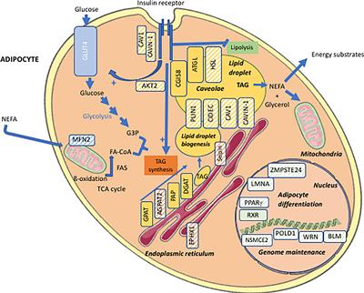 Molecular and Cellular Bases of Lipodystrophy Syndromes